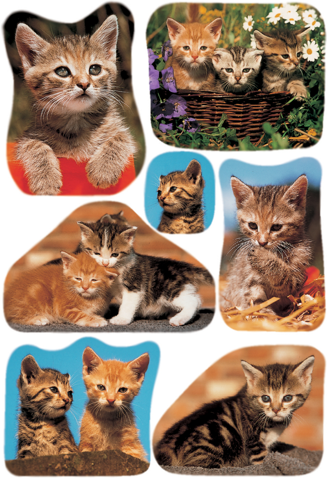 Photos de chats I
