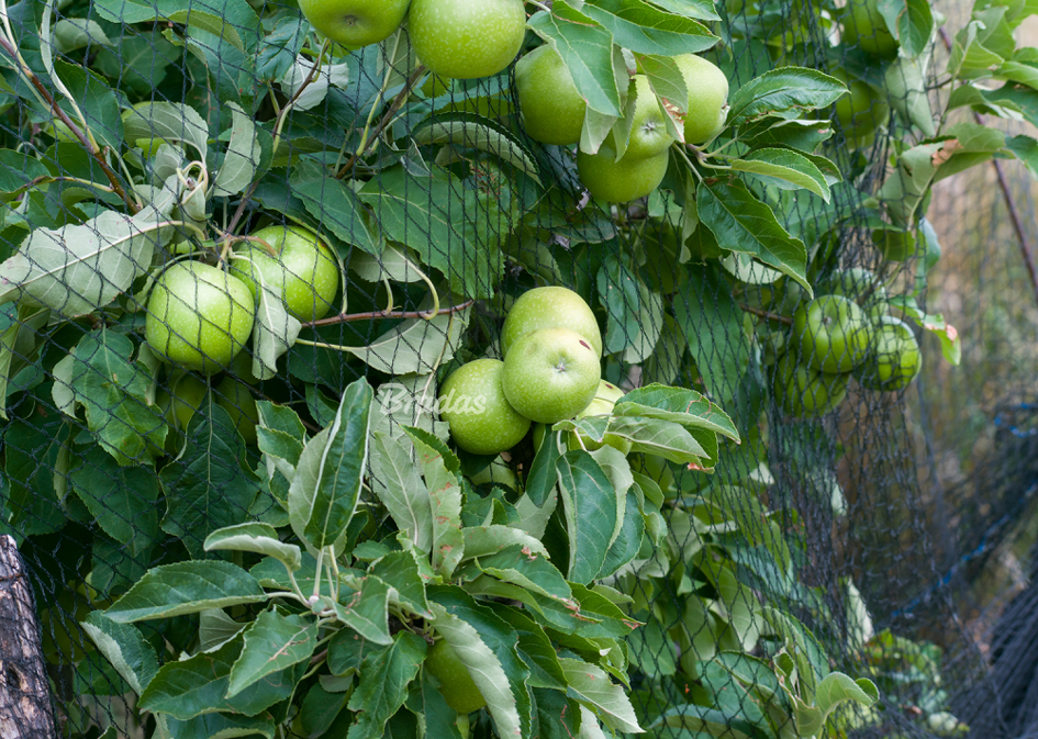 Filets de protection