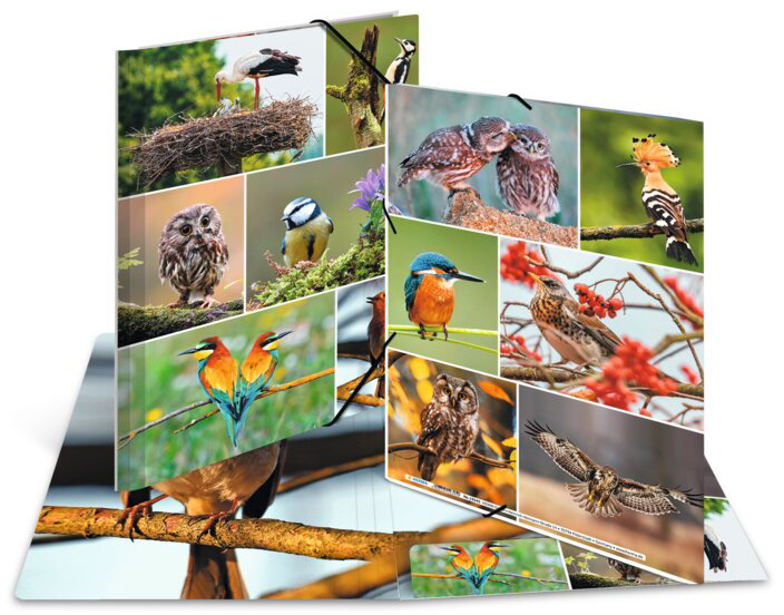 Motif : Oiseaux