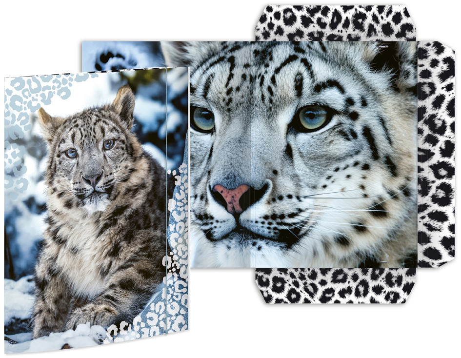 RNK Verlag Carton à dessin 'Ours', A3 carton A3 motif animalier