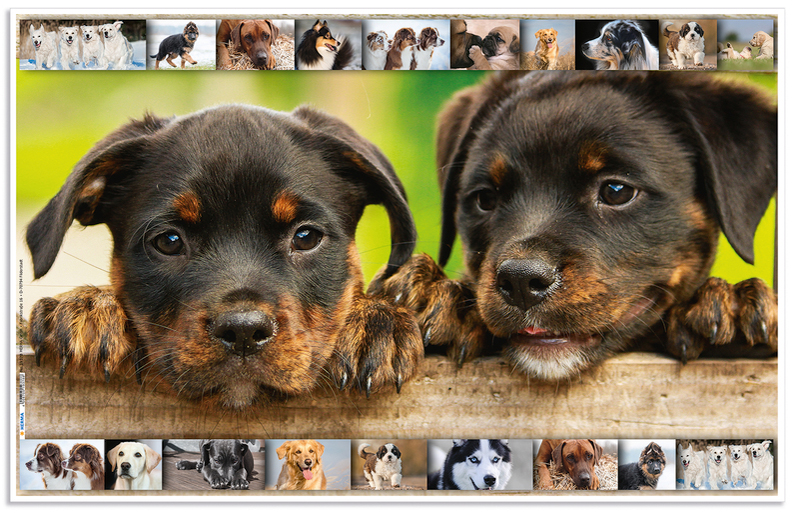 Motif: Chiens, recto