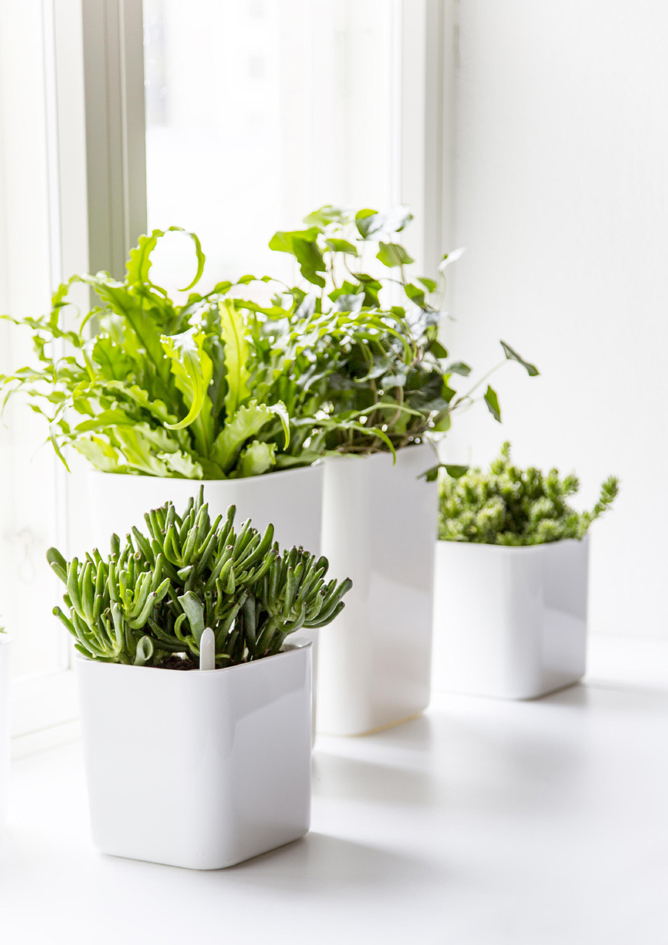 Mini pots de fleurs, carré