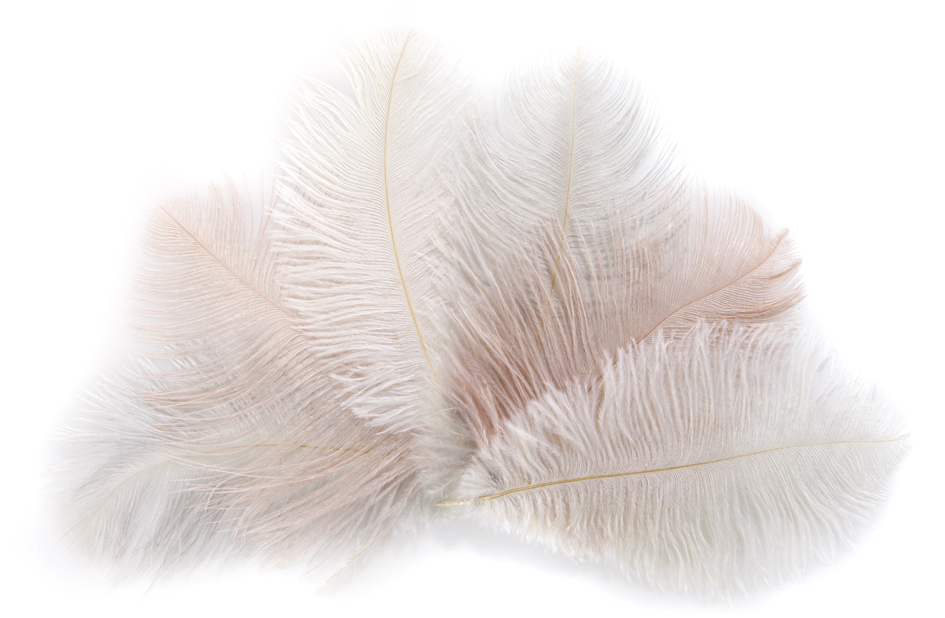 Plumes