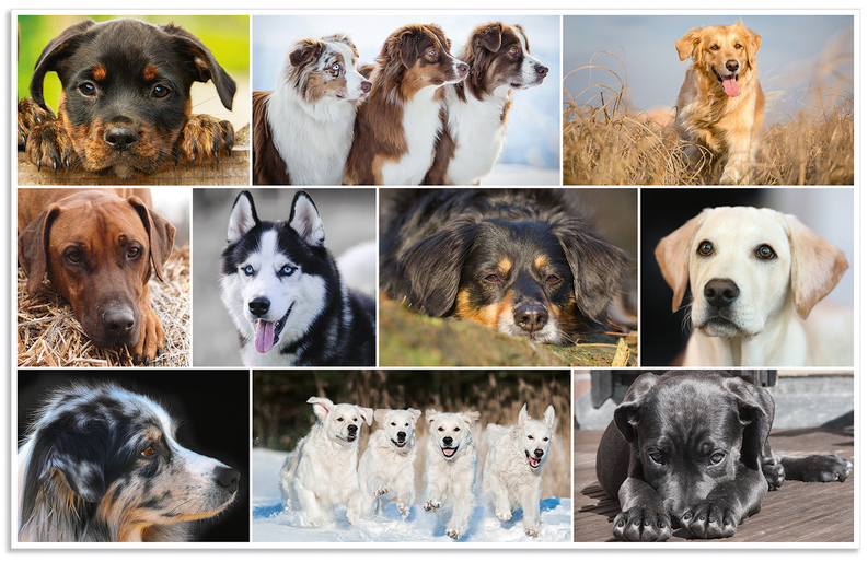HERMA Sous-main 'Chiens', (L)550 x (H)350 mm