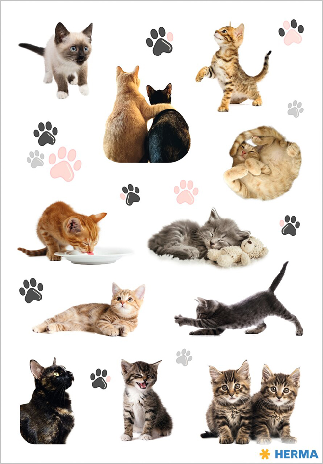 Joyeux chatons