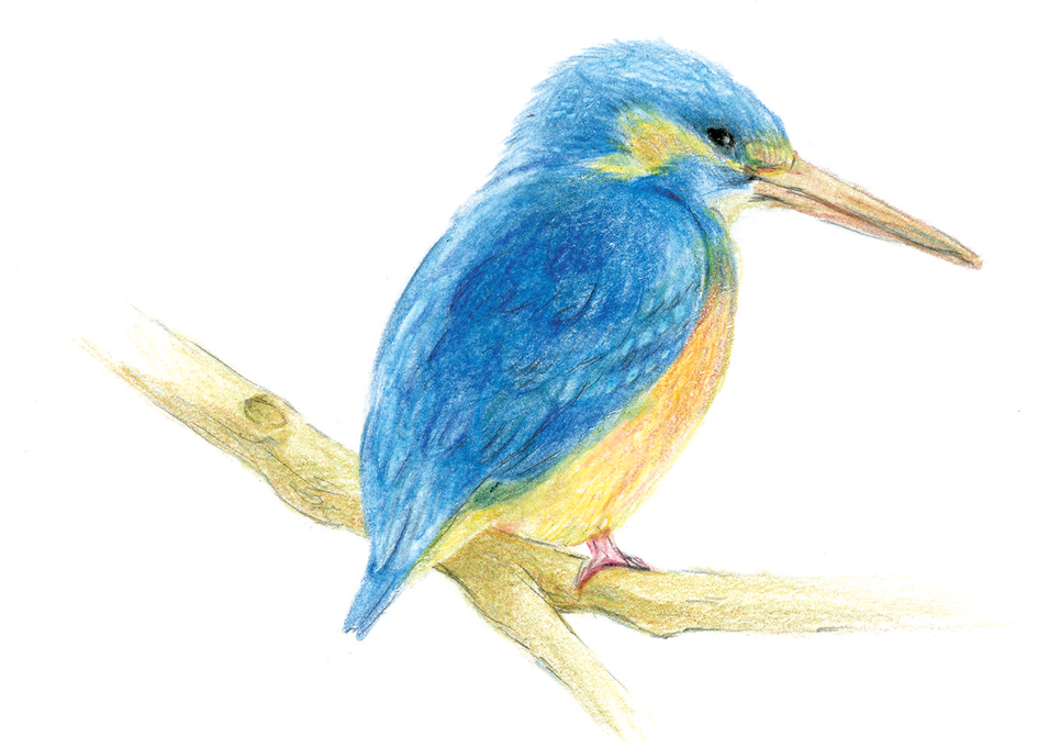 Crayons de couleurs d'artistes