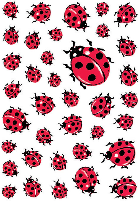 (1) Coccinelles