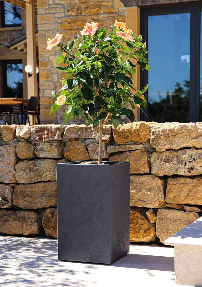 Colonnes à plantes