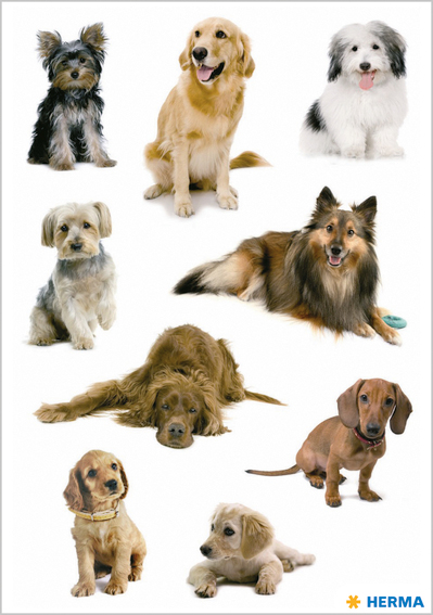 HERMA Autocollants DECOR 'Photos de chiens'