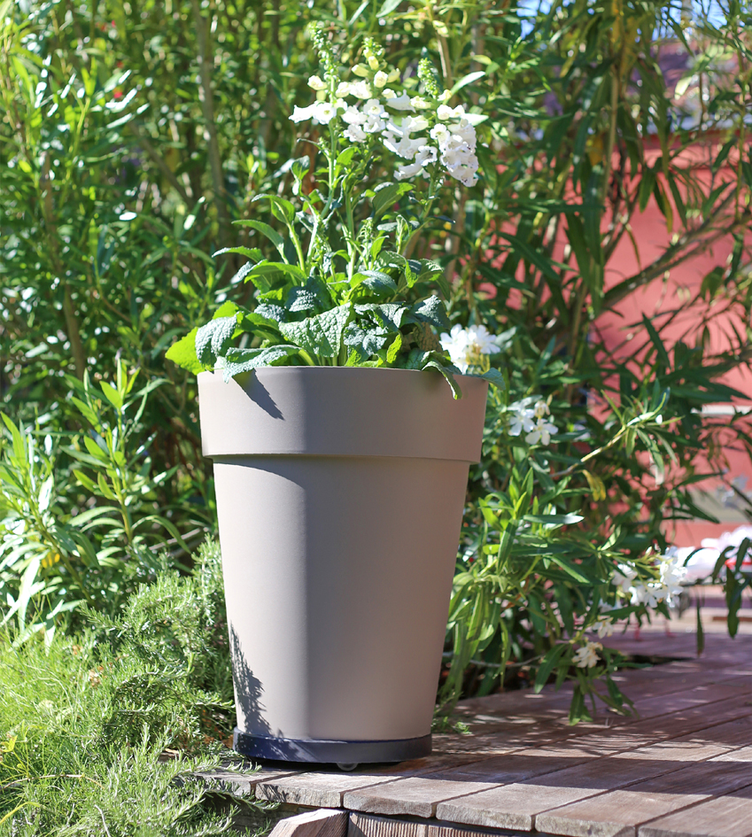 Rouleurs à plantes