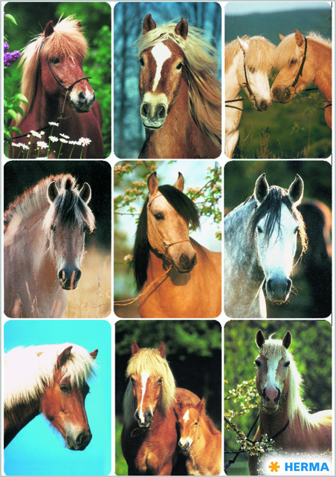HERMA Sticker DECOR 'Têtes de chevaux'