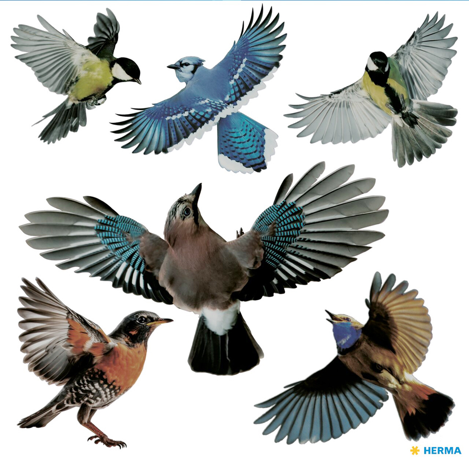 Silhouettes de rapaces