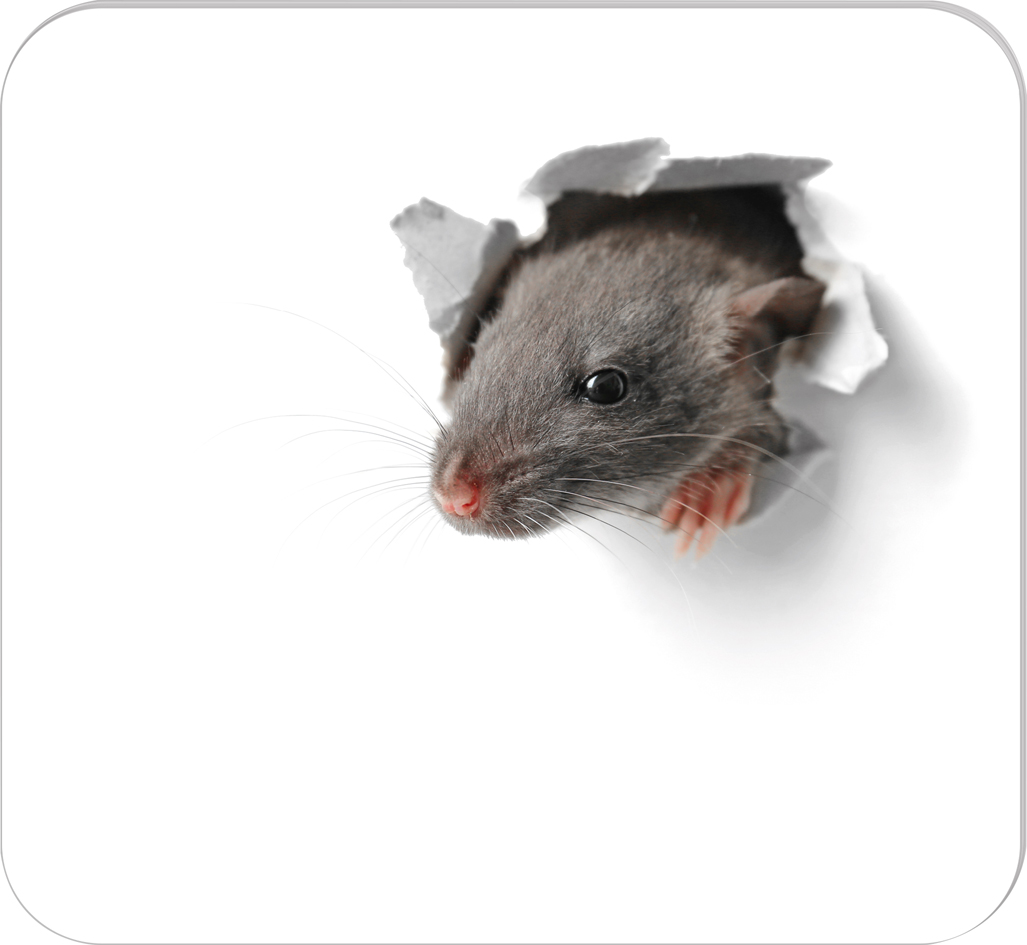 Tapis de souris, avec bloc