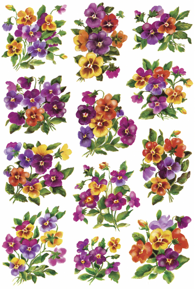 (2) Violettes