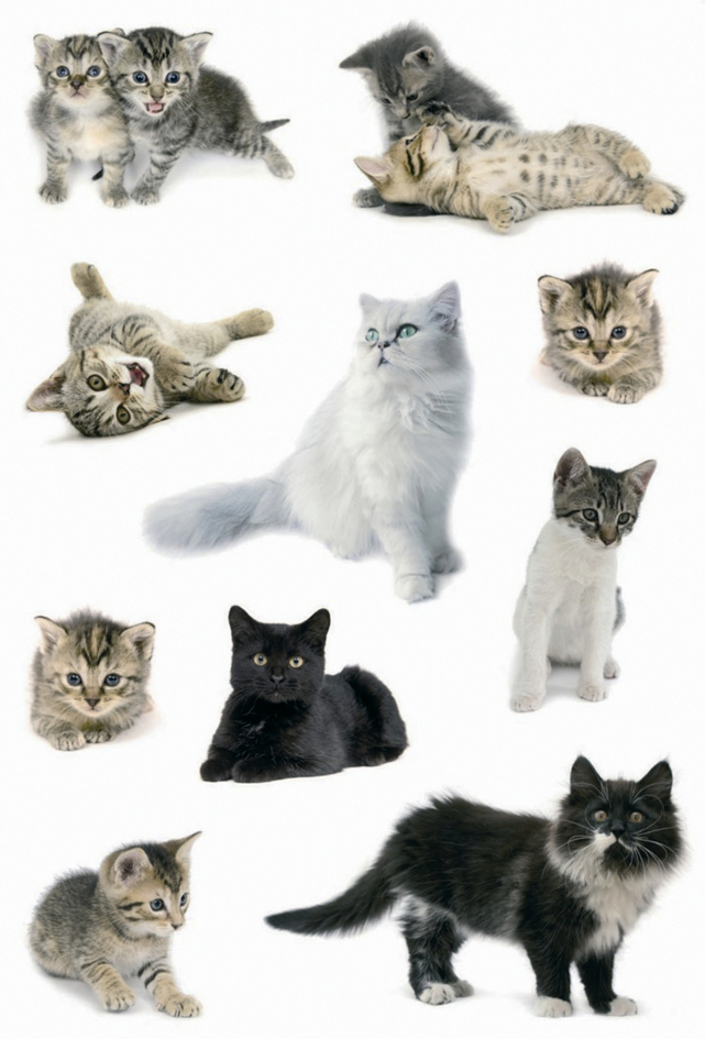 HERMA Autocollants DECOR 'Photos de chats'