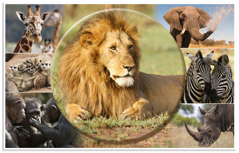 HERMA Sous-main 'Animaux d'Afrique', (L)550 x (H)350 mm
