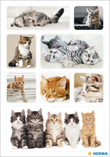 HERMA Autocollants DECOR 'Photos de chats'