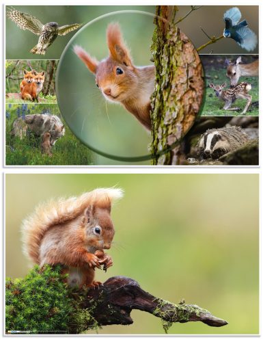 HERMA Sous-main 'Animaux de la forêt', (L)550 x (H)350 mm